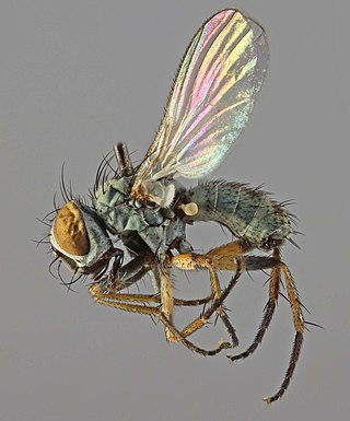 <i>Coenosia verralli</i> Species of fly