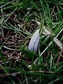 Colchicum hungaricum bud