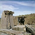 Collectie Nationaal Museum van Wereldculturen TM-20030095 Drenkplaats voor vee Sint Eustatius Boy Lawson (Fotograaf).jpg