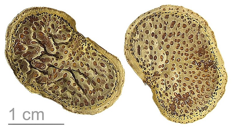 File:Colophospermum mopane MHNT.BOT.2015.2.6, crop3.jpg