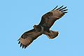 Common buzzard in flight