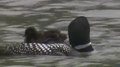 Fișier: Common Loon (Gavia Immer) .webm