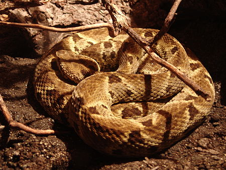 Bothrops colombiensis