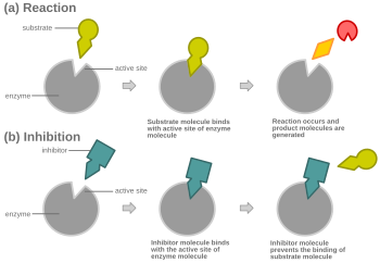 Diagram showing competitive inhibition Comp inhib.svg