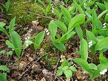 Muguet.