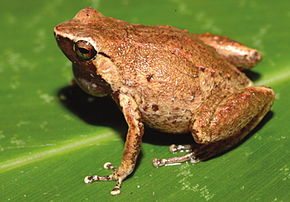 Descrição da imagem Cophixalus rajampatensis.jpg.