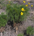 Coreopsis gigantea