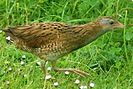 Corn crake