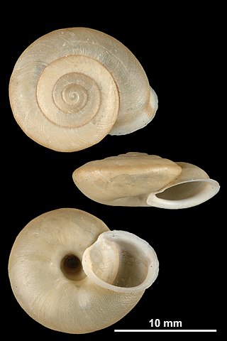 <i>Corneola</i> Genus of gastropods