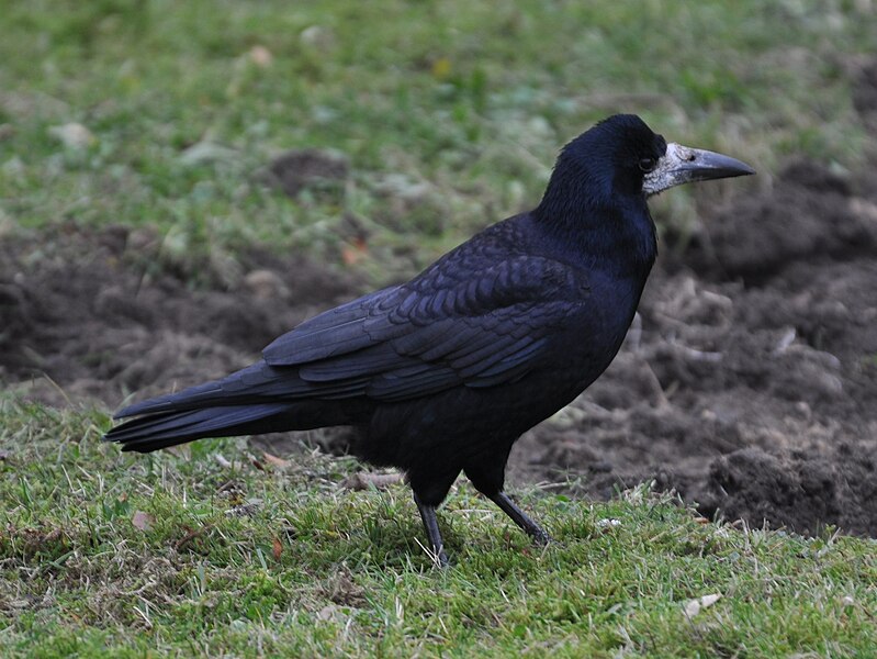 File:Corvus frugilegus 1.JPG