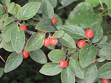 Cotoneaster franctii 2.jpg