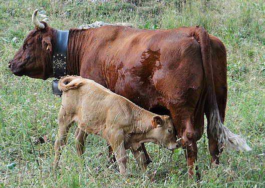 Cow and_calf in Vanoise National_Park