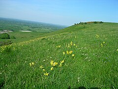 Primoloj sur Firle-escarpment.JPG