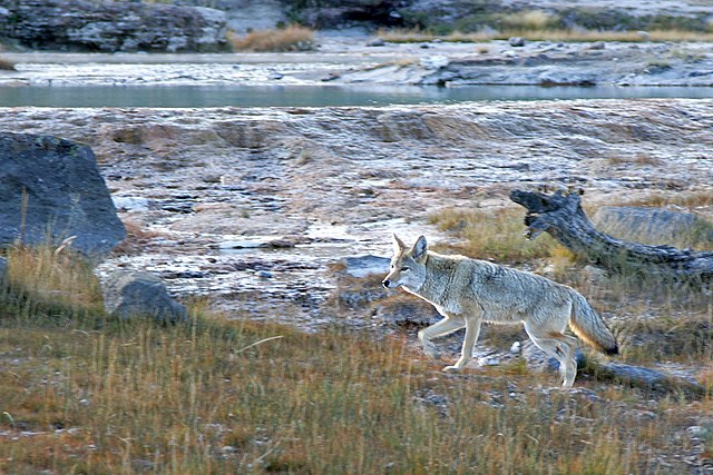 File:Coyote_Yellowstone.jpg