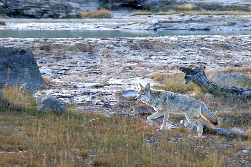 File:Coyote Yellowstone.jpg