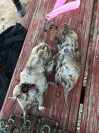 <span class="mw-page-title-main">Yellow-faced pocket gopher</span> Species of rodent