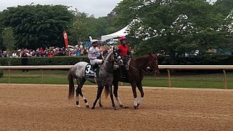 Creator in the post parade before the 2016 Arkansas Derby Creator before the 2016 Arkansas Derby.jpg