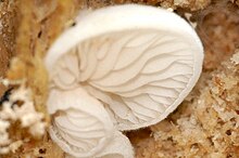 Crepidotus spec. - Lindsey 2.jpg