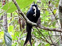 Crested drongo holding a frog