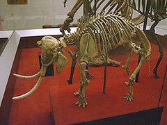 Squelette de Mammuthus creticus
