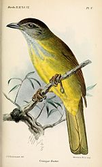 Thumbnail for Brown-cheeked bulbul