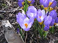 Crocus sieberi subsp. sublimis 'Tricolor'