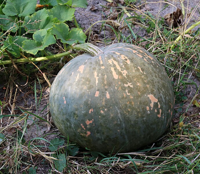 File:Cucurbita maxima 2019 G1.jpg