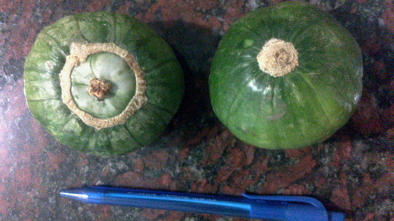 File:Cucurbita maxima Zapallito group blossom end with and without button.jpg