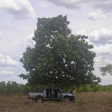 Tongapupė