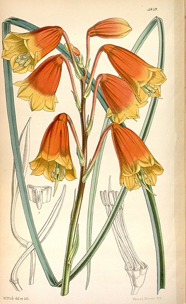 File:Curtis's botanical magazine (Tab. 4819) (8600656446).jpg