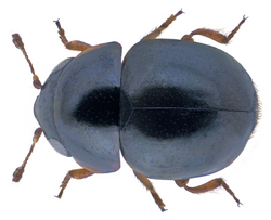 Cybocephalus fodori Endrödy-Younga, 1965.png