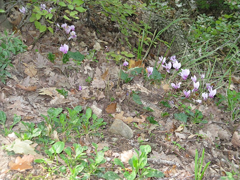 File:Cyclamens in Meteora.jpg