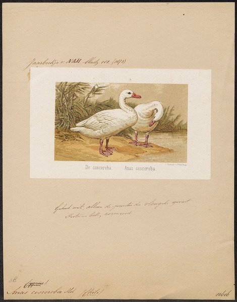 File:Cygnus chionis - 1873 - Print - Iconographia Zoologica - Special Collections University of Amsterdam - UBA01 IZ17600249.tif