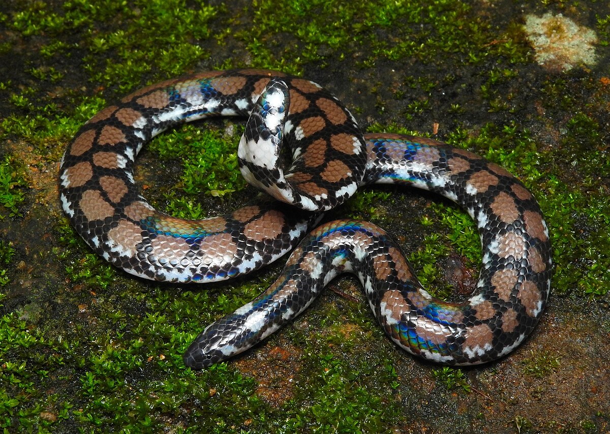 Red-tailed Pipe Snake - Cylindrophis ruffus