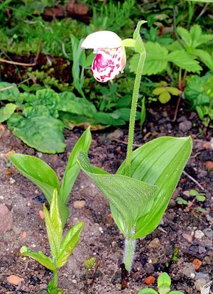 Cypripedium: Beschreibung, Inhaltsstoffe, Verbreitung