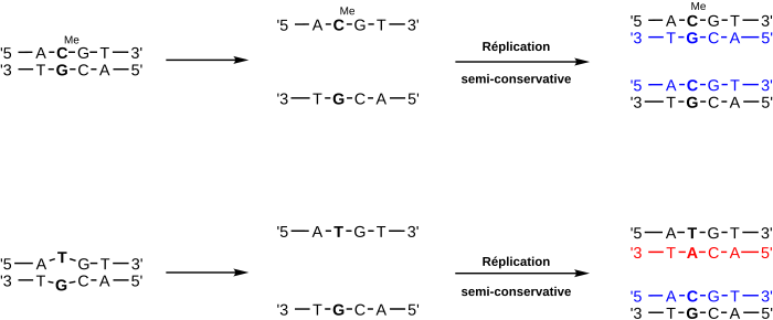 I en celle, hvis et 5-metylcytosin i DNA deaminer til tymin uten å korrigere dette og celledeling finner sted, vises en GC → AT-mutasjon i dattercellen som har den modern DNA-streng som den er produsert overgangen til.