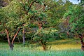 Dörzbach - Streuobstwiesen in letzter Abendsonne