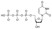 Χημική δομή της Τριφωσφορικής δεοξυουριδίνης