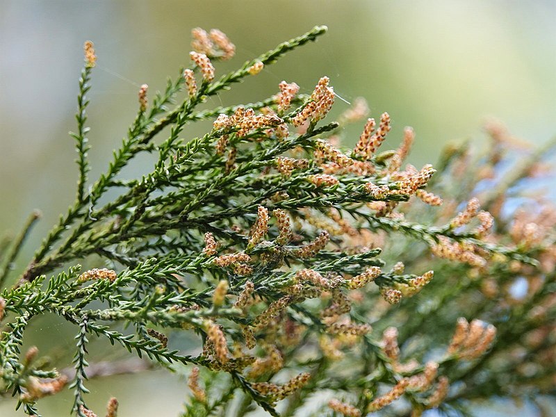 File:Dacrycarpus dacrydioides male cones.jpg