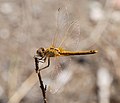 * Nomination Female Red-veined darter (Sympetrum fonscolombei) - Alvesgaspar 12:28, 13 August 2007 (UTC) * Promotion Whole body in good focus, clear, crisp, good seperation from background, great image :-) --Tony Wills 12:52, 13 August 2007 (UTC)