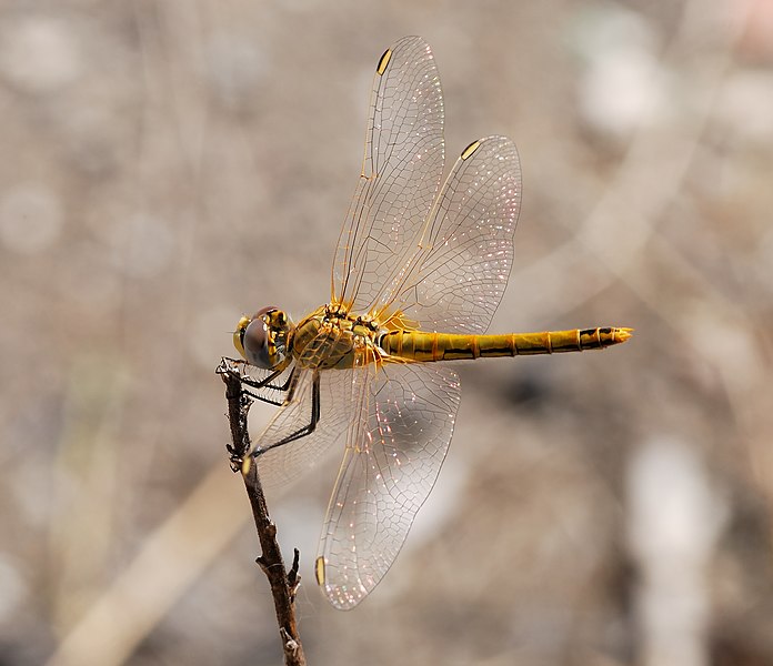 File:Darter August 2007-13.jpg