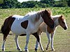 Dartmoor Ponies1.jpg