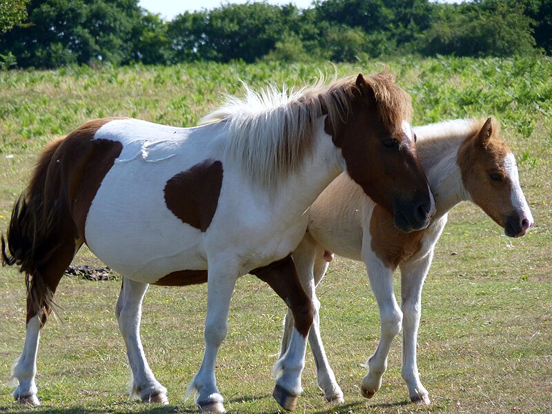 File:Dartmoor Ponies1.jpg