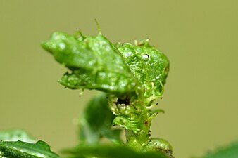 Dasineura crataegi on Crataegus sp.