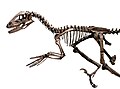 Deinonychus