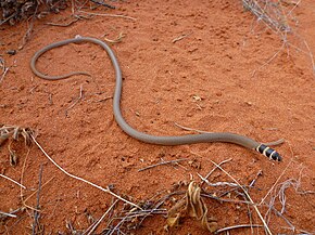 Descrição da imagem Delma demosa em Angas Downs IPA, NT.JPG.