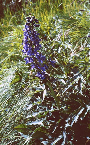 Delphinium