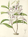 Dendrobium transparens plate 27 in first Edition: J. Lindley & J. Paxton: Paxton's Flower Garden (Orchidaceae) (1850-1853)