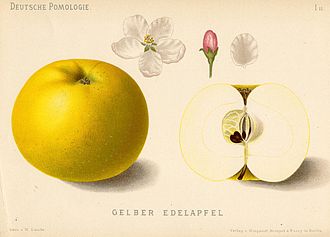 Illustration of the "Golden Noble" apple (German: Gelber Edelapfel
), in Deutsche Pomologie (1883) Deutsche Pomologie - Aepfel - 011.jpg