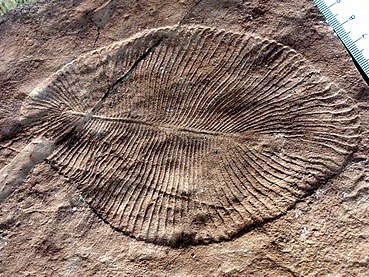 Dickinsonia costata from the Ediacaran biota (c. 635–542 mya) is one of the earliest animal species known.[83]